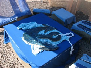 SOS_2011 (9)